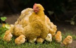 hen met kuikens